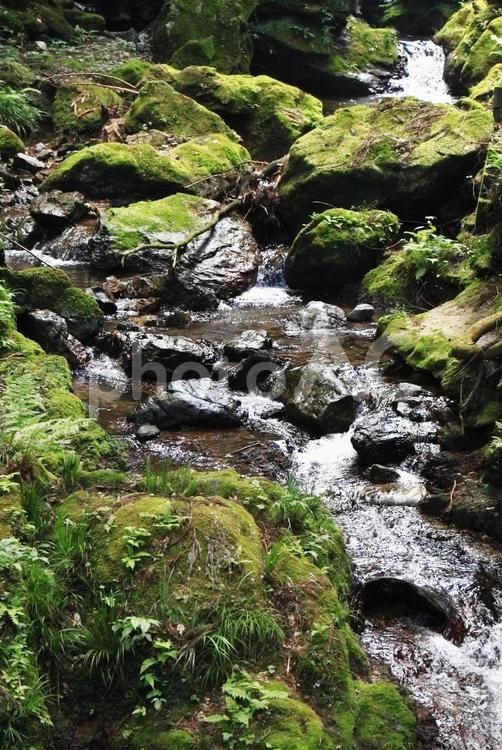 川の上流 小川,川,せせらぎの写真素材