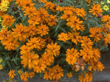 ジニア 花 ジニア 花 ジニア,花,百日草の写真素材