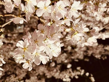 桜 桜の写真
