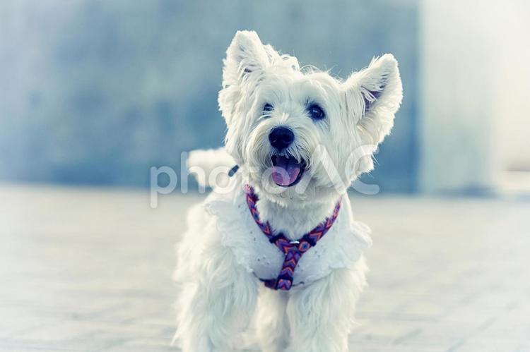 小さな犬のポートレート（ウェスティ） 犬,ウェスティ,ホワイトテリアの写真素材