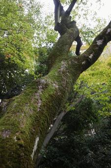 ブナ　落葉樹 紅葉,秋,落葉樹の写真素材