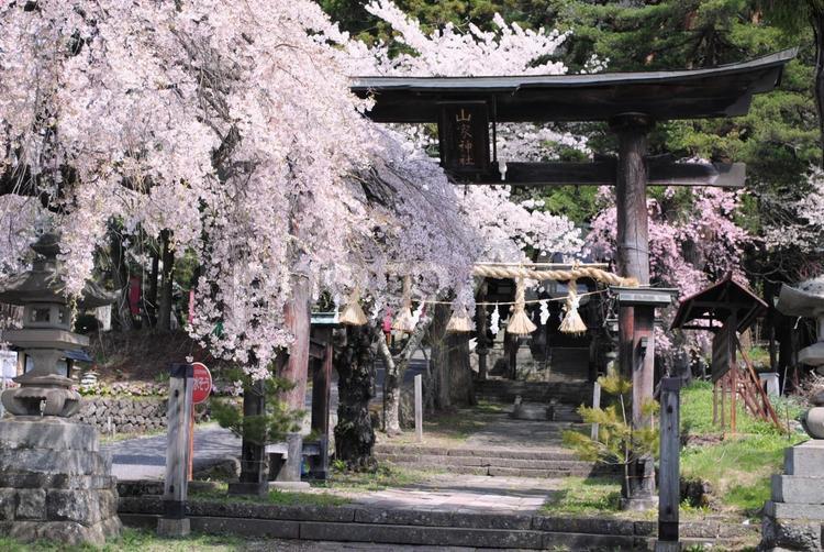 上田市真田の郷山家神社の桜 信州,上田市,真田の写真素材