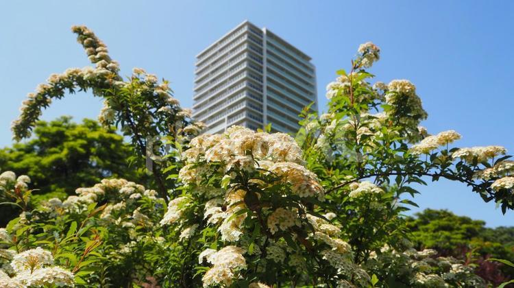 木場公園・初夏の花と街並み・東京都江東区 初夏,花,木場公園の写真素材