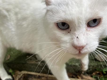 白い野良猫 白い野良猫の写真