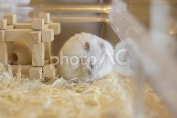 頭を擦るジャンガリアンハムスター1 ジャンガリアンハムスター,ハムスター,擦るの写真素材