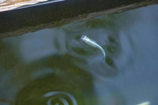 水面を泳ぐメダカ 水面を泳ぐメダカ メダカ,魚,水面の写真素材