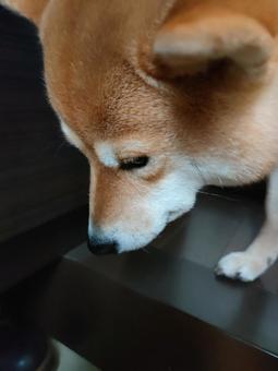 玄関で固まる柴犬！ 犬,シバ,柴犬の写真素材