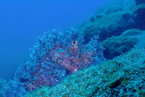 Photo, scuba diving, diving, scorpionfish, 