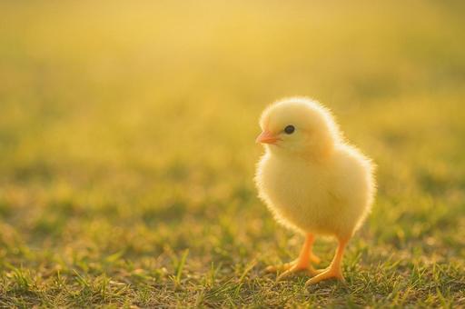 ひよこの写真