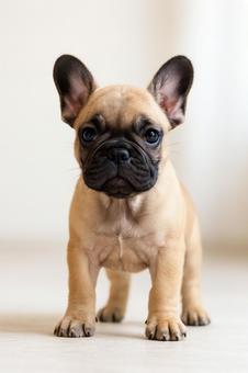 立っているフレンチブルドックの子犬 立っているフレンチブルドックの子犬の写真