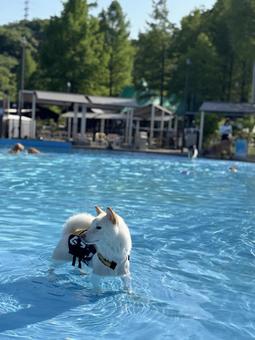 夏の水遊びわんこ 夏の水遊びわんこの写真