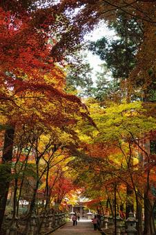 西林寺の紅葉(兵庫県西脇市) 西林寺の紅葉(兵庫県西脇市)の写真