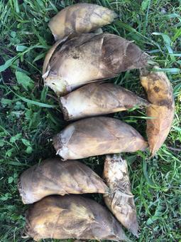 タケノコ堀りたての写真