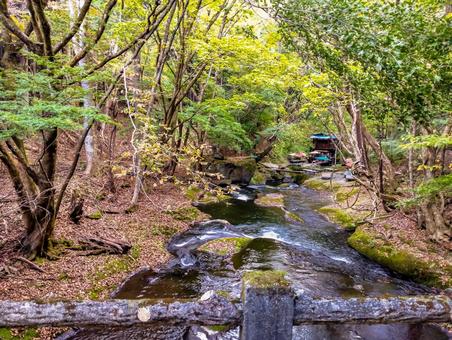 橋から見る小太郎茶屋の秋 紅葉,秋,小太郎ヶ渕の写真素材