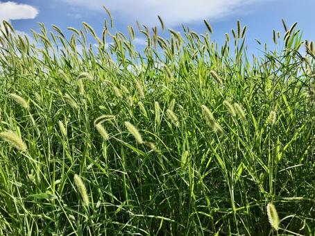 A refreshing afternoon with blue skies and swaying foxtail grass, enokorogasa, cat slang, cat sleeping, JPG