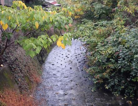 木々と流れゆく川 川,木々,自然の写真素材