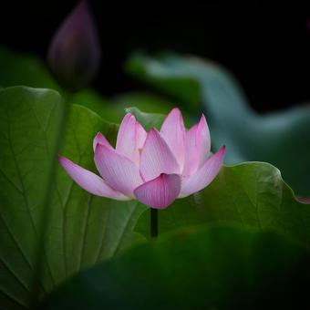 Oga lotus 11, JPG