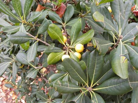 葉 葉,緑,グリーンの写真素材