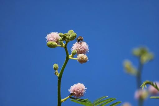 青空と蜂のいるピンクのブラックミモザの花 青空,蜂,ピンクの写真素材