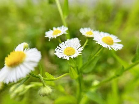ヒメジョオンの花のクローズアップ ヒメジョオンの花のクローズアップの写真