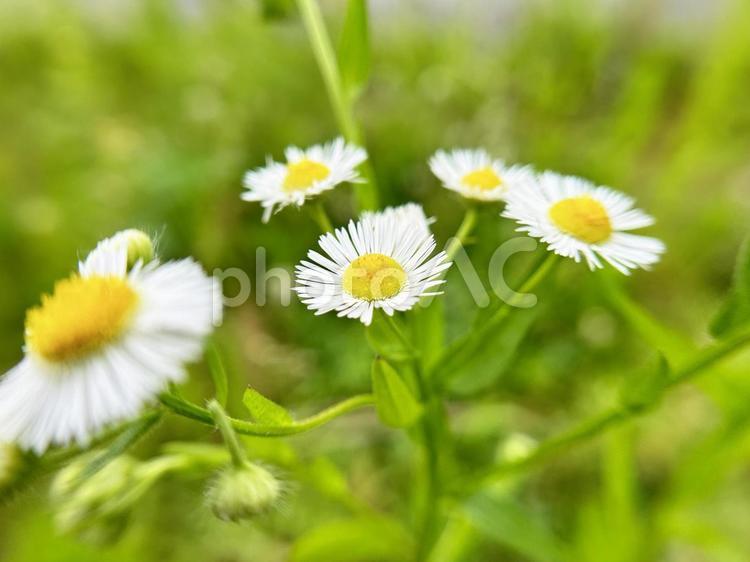 ヒメジョオンの花のクローズアップ ハルジオン,ヒメジョオン,花の写真素材