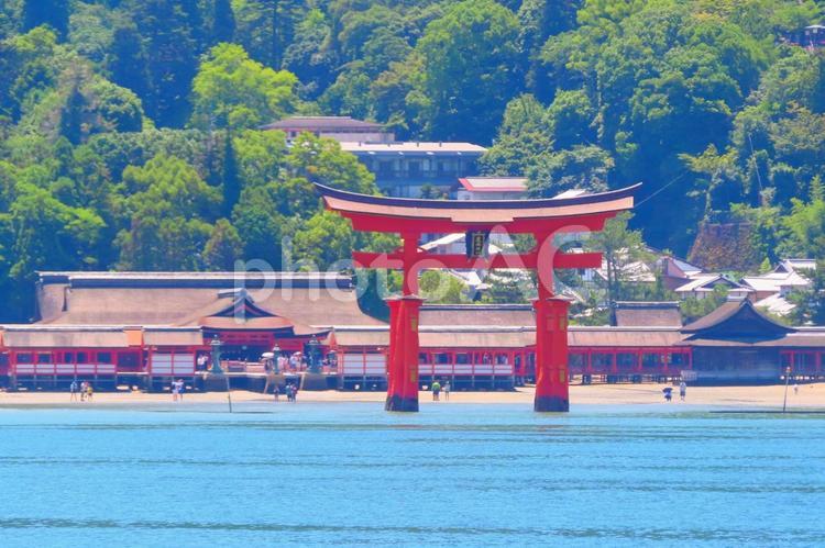 日本三景安芸の宮島の大鳥居と厳島神社 宮島,厳島神社,大鳥居の写真素材