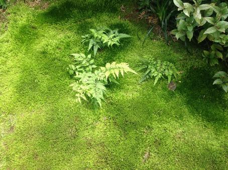 Photo, moss, court, vivid, 