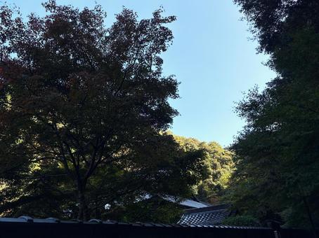 晴れ渡る木々の風景 木,空,自然の写真素材