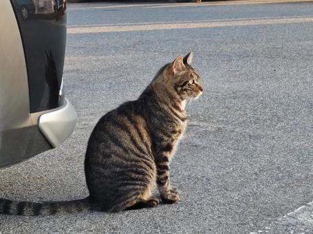 Sitting cat, JPG