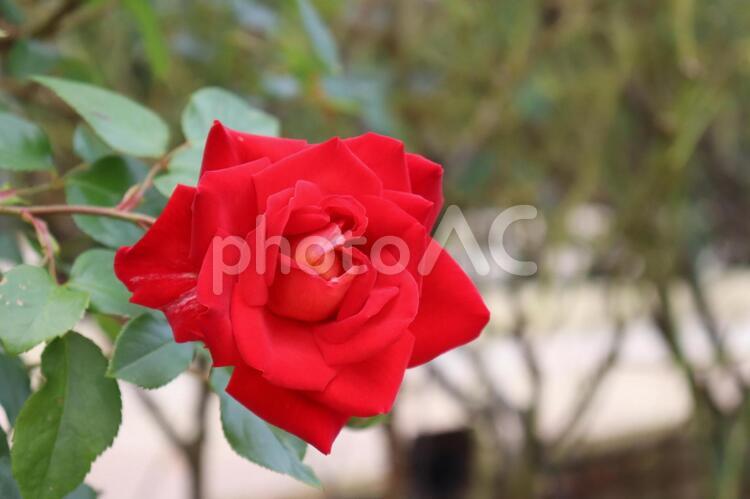日本生まれの赤い薔薇、かがやき 薔薇,植物,花の写真素材