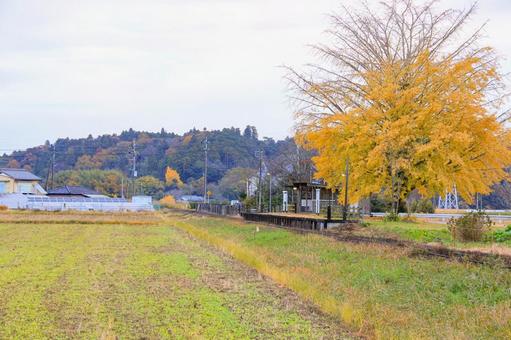 銀杏 銀杏,紅葉,秋の写真素材