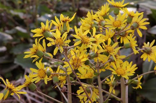 ツワブキ・石蕗　咲く風景 フラワー,秋,冬の写真素材