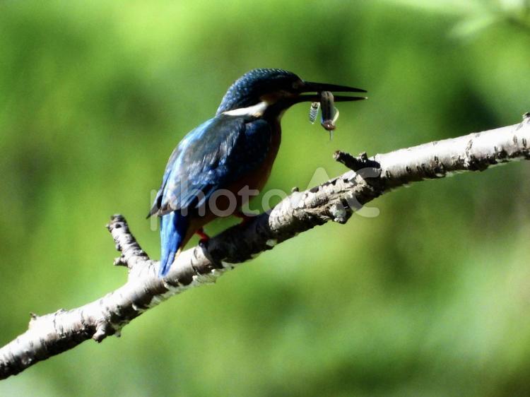魚を咥えるカワセミ 鳥,野鳥,カワセミの写真素材