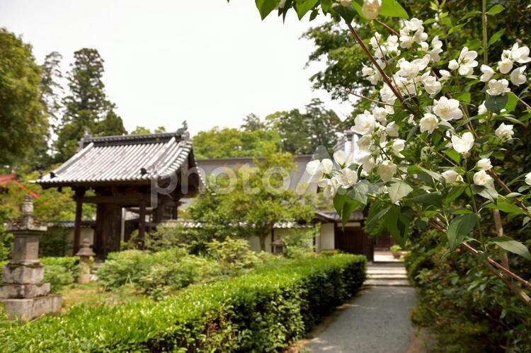 山梨県甲州市　放光寺 放光寺,山梨,甲州市の写真素材