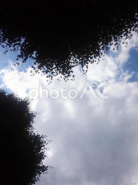 空と樹木のシルエット 眺める,空,背景の写真素材