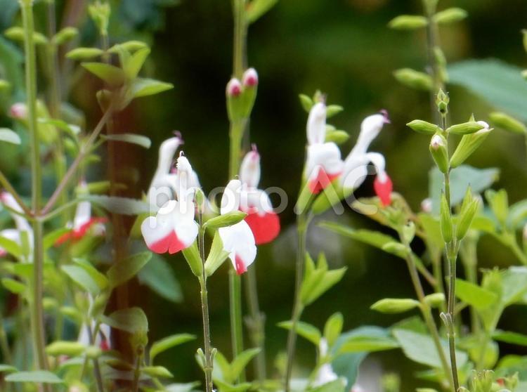 【花の写真】チェリーセージ チェリーセージ,シソ科,花の写真素材