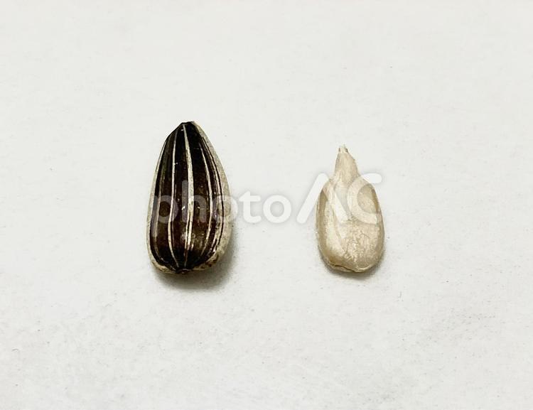 ひまわりの種 ひまわりの種,種,穀物の写真素材