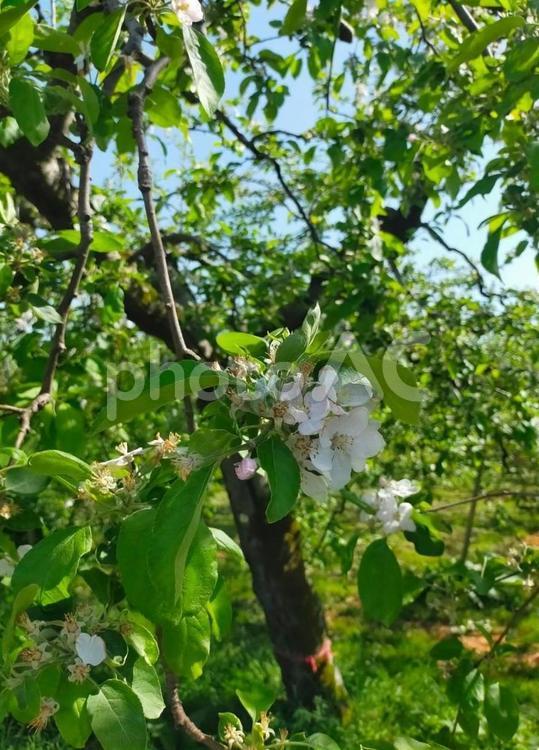 花が咲いたりんごの木。 りんご,りんごの花,林檎の写真素材