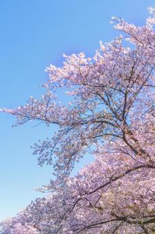 大和田公園の桜の写真