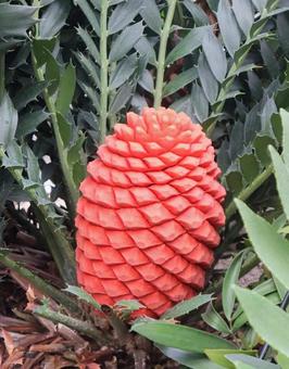 生きた化石 トゲオニソテツ,植物,自然の写真素材