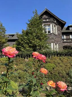 旧古河庭園のバラ バラ,薔薇,バラ園の写真素材