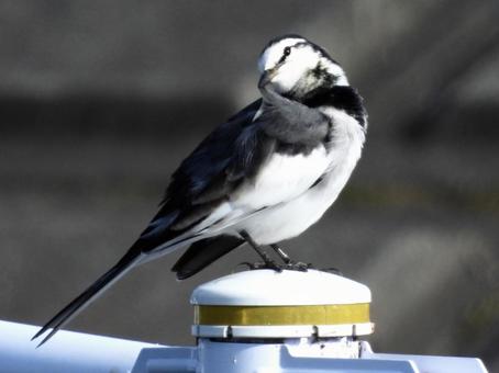 毛繕いをするハクセキレイの写真