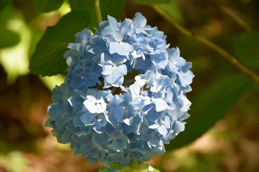 紫陽花 紫陽花,花,花びらの写真素材