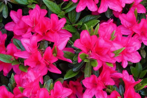 Azalea flowers, JPG