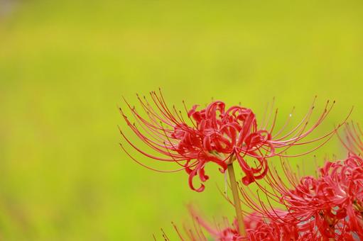 Red spider lily-1, JPG Red spider lily-1, JPG