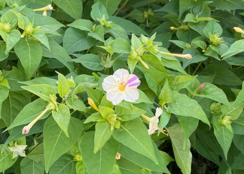 オシロイバナ_薄黄にピンク線A_711G 花,オシロイバナ,薄黄色の写真素材