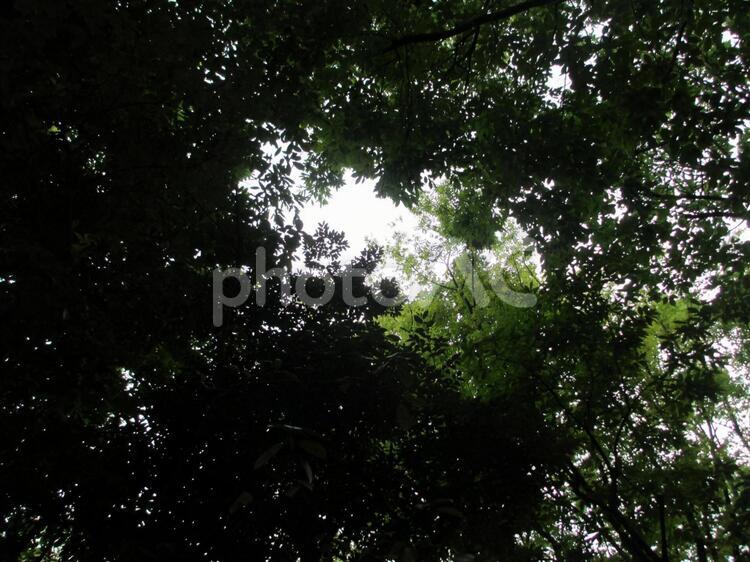 木漏れ日の森 景色,森,光の写真素材