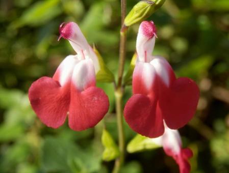 【花の写真】チェリーセージ チェリーセージ,植物,花の写真素材