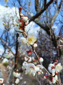 青空と芽吹く梅の花 梅,木,花の写真素材