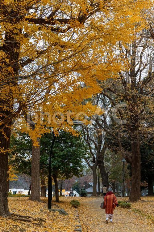 日本の紅葉 秋深し,紅葉,黄葉の写真素材